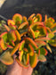 Crassula Ovata Hummel's Sunset (4" Pot)