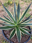 Agave Blue Glow Variegated, Agave Snow Glow (5 Gal. Pot)
