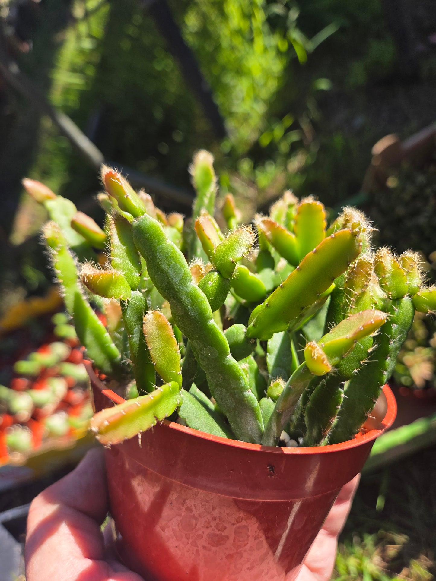 4" Rhipsialis Cereoides, Succulent Plant