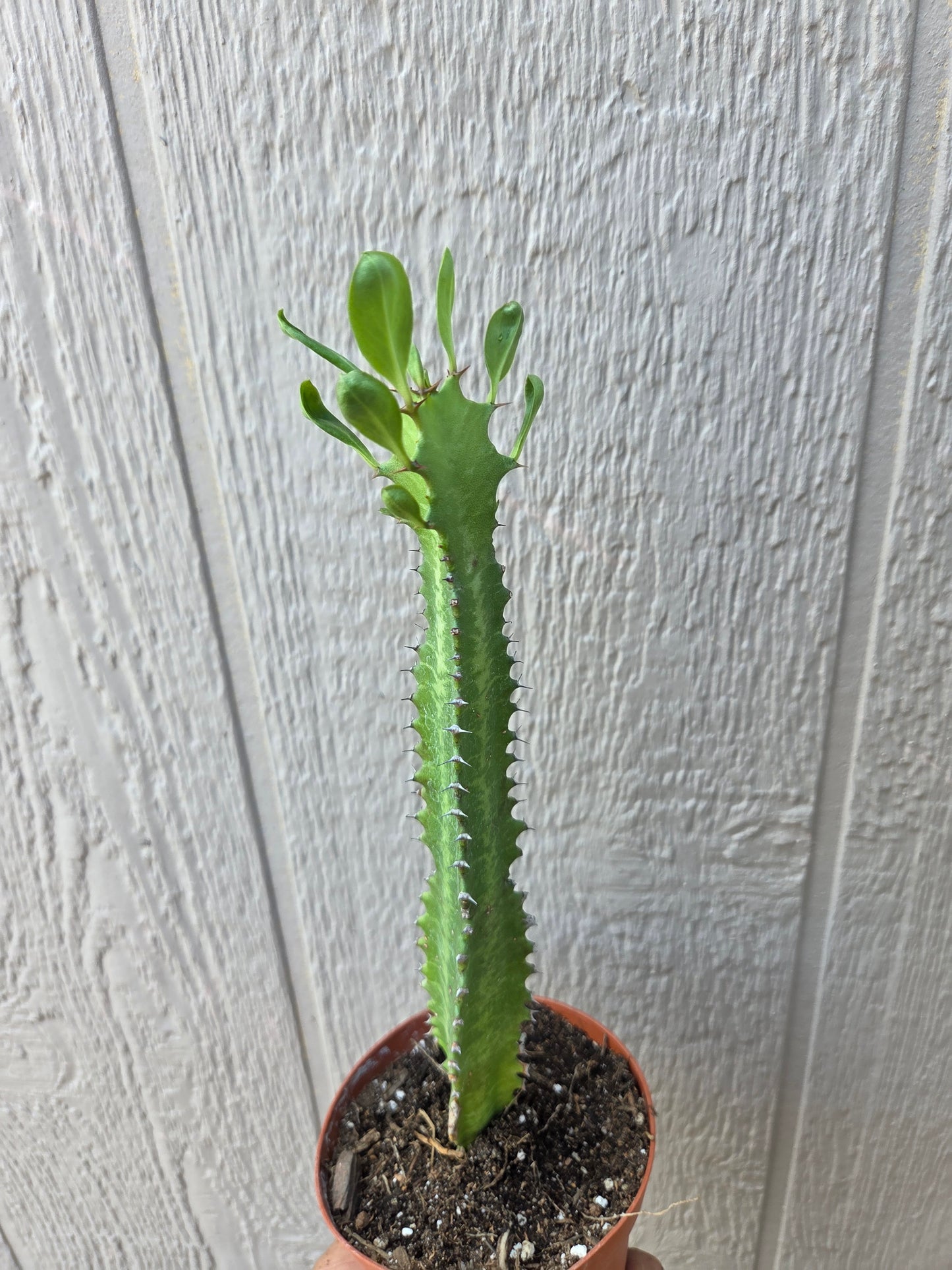 Euphorbia Trigona Milk Tree (4" pot)