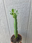 Euphorbia Trigona Milk Tree (4" pot)