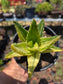 Aloe Nobilis Variegated (4" pot) succulent plant