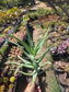 Aloe Arborenscens