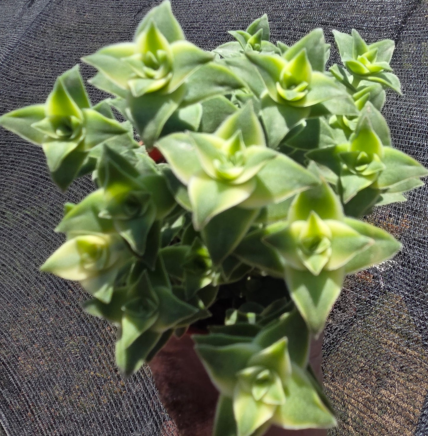 Crassula Perfolata Variegated "Strings of Bottons Variegated (4" pot) Succulent Plant