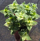 Crassula Perfolata Variegated "Strings of Bottons Variegated (4" pot) Succulent Plant