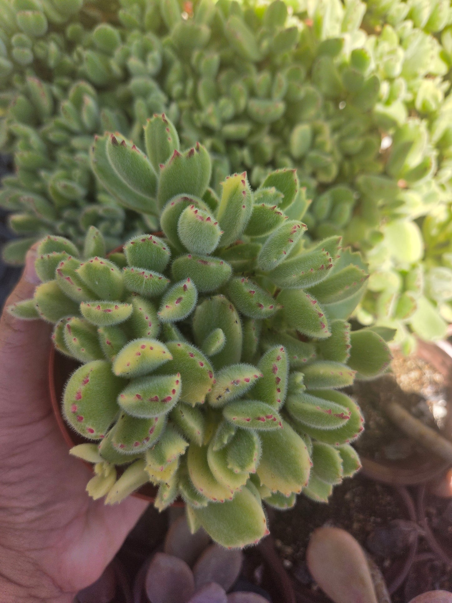 Variegated Cotyledon Tomentosa "Variegated Bear's Paw" (4" Pot)