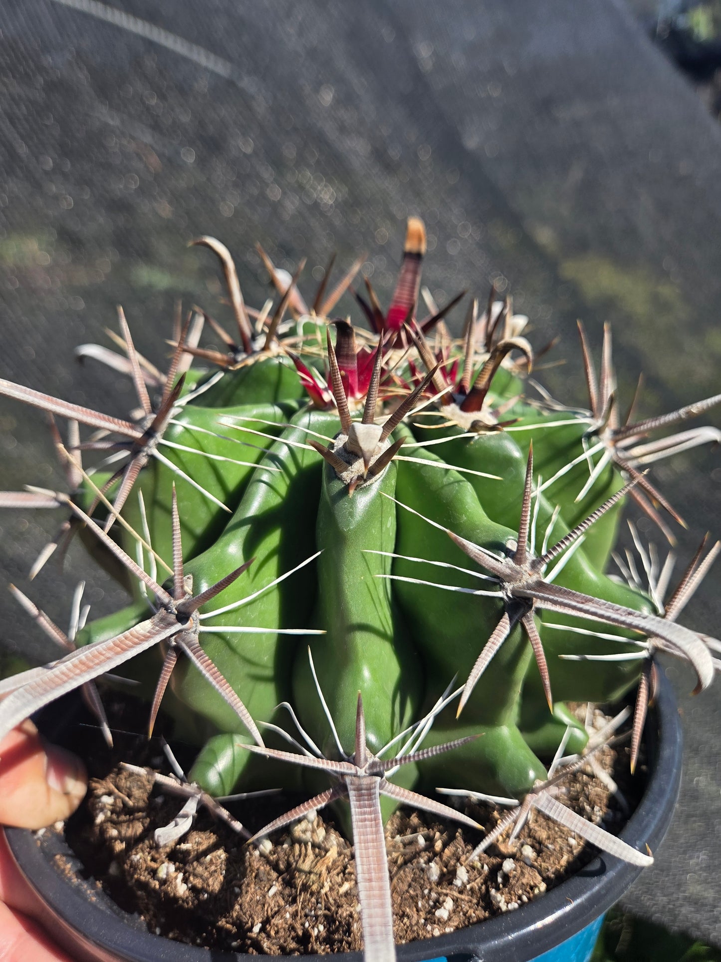 Fishhook Barrel Cactus "Ferocactus Wislizeni" (1 Gal. Pot)