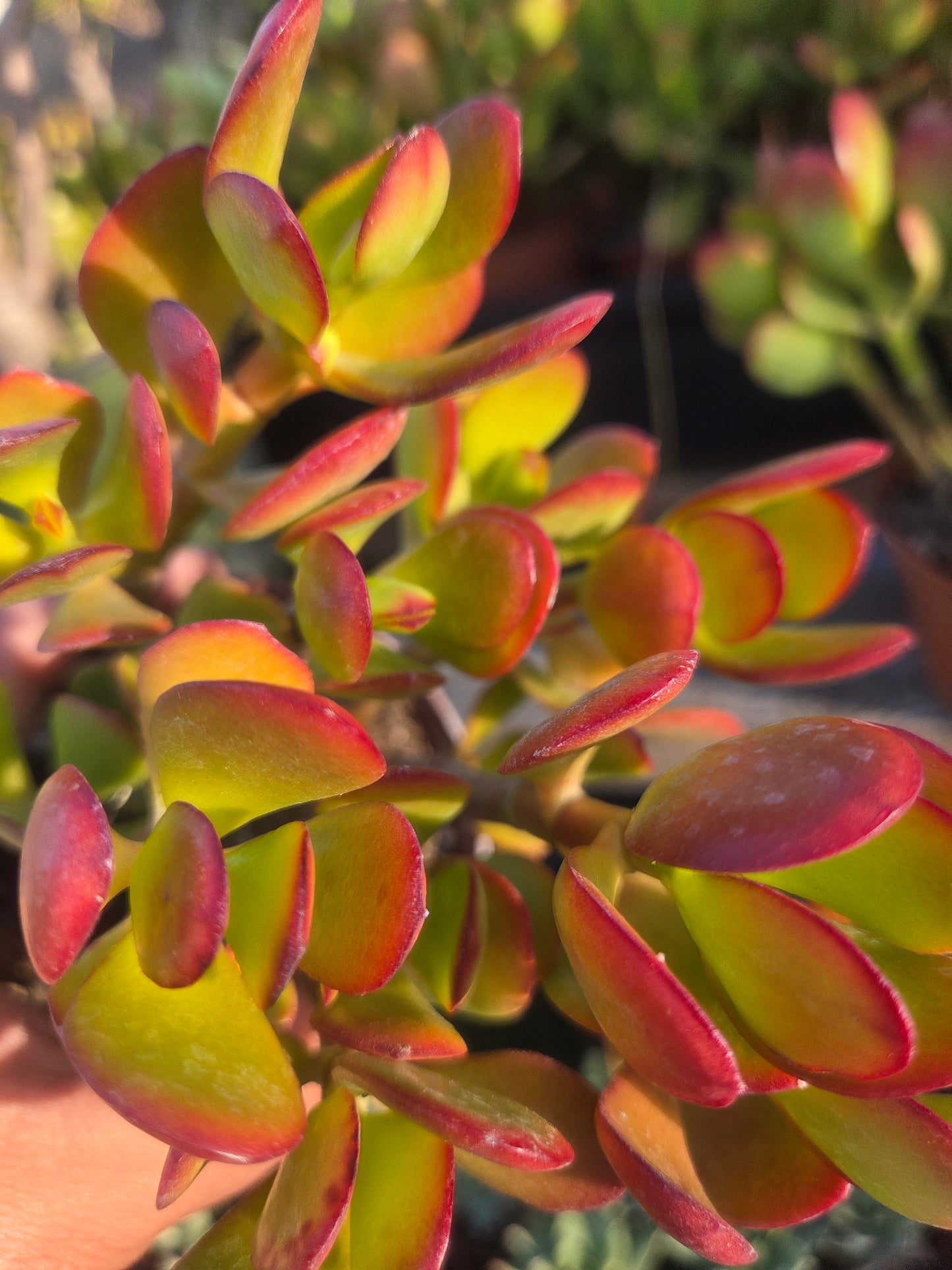 Crassula Ovata Jade (4"pot)