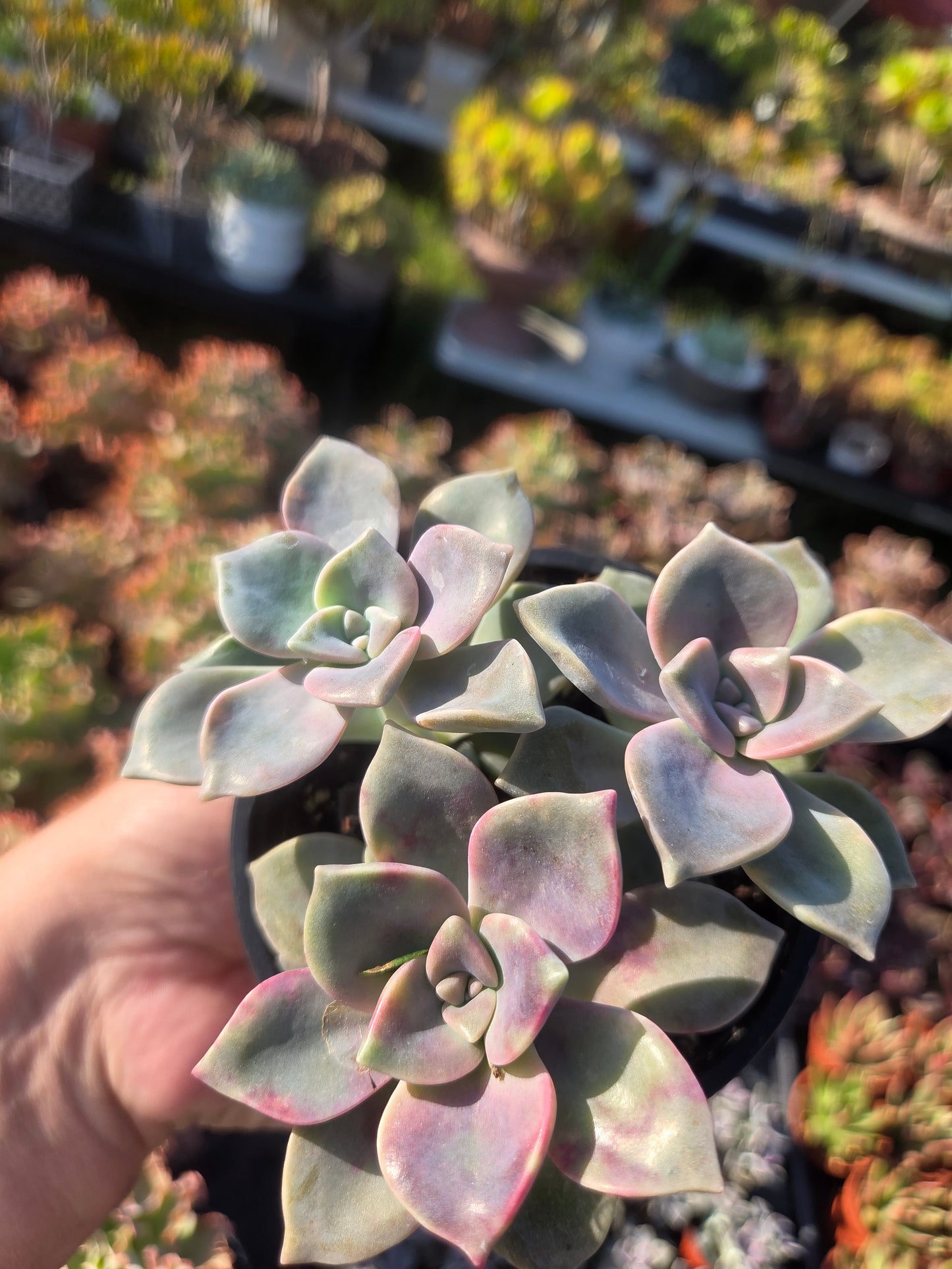 Graptopetalum Purple Delight