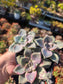 Graptopetalum Purple Delight