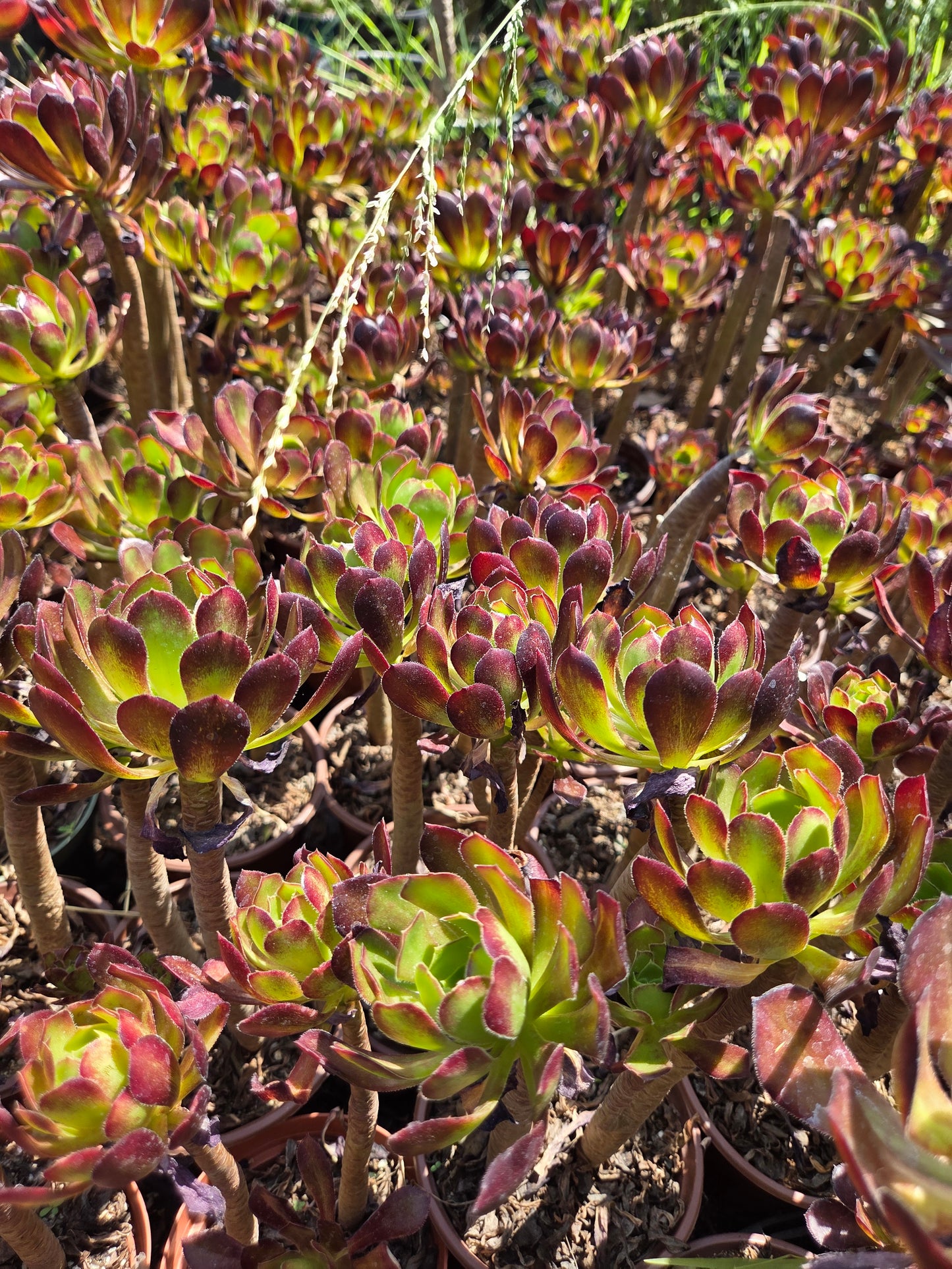 Aeonium Arboreum Atropurpureum (3 rossetas in each 4" pot)