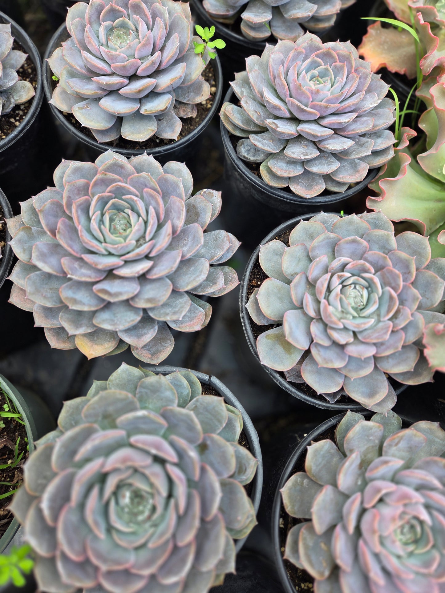 Echeveria Orion (1 gal. Pot) Succulent plant