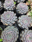 Echeveria Orion (1 gal. Pot) Succulent plant