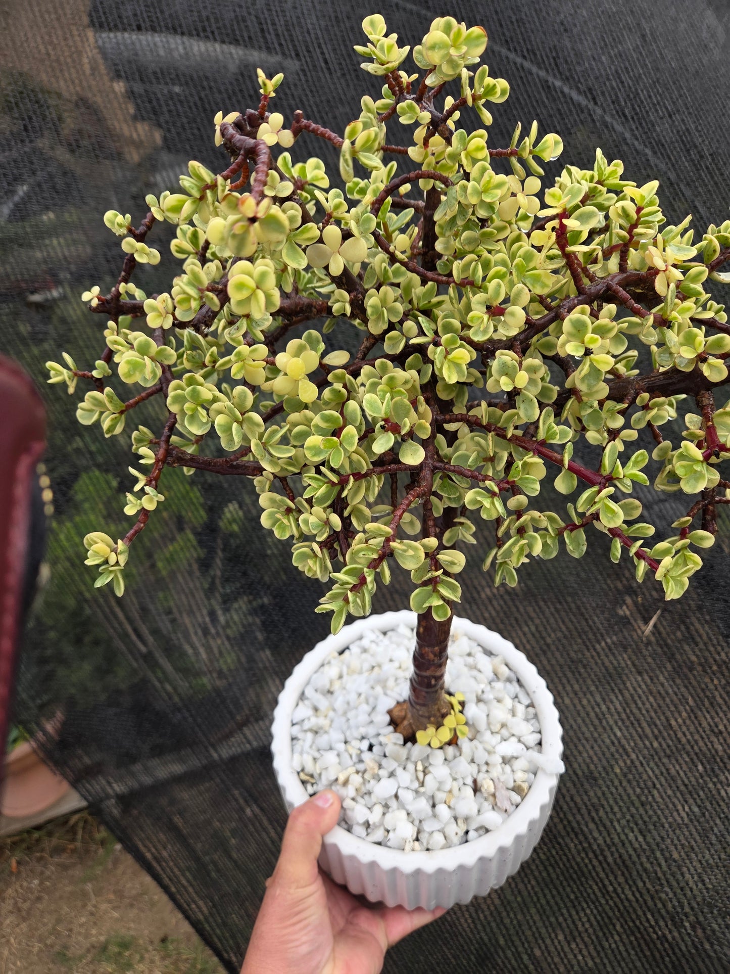 Portulacaria Afra Variegated Tree " Variegated Elephant Bush Tree" Bonsai Tree
