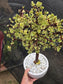 Portulacaria Afra Variegated Tree " Variegated Elephant Bush Tree" Bonsai Tree