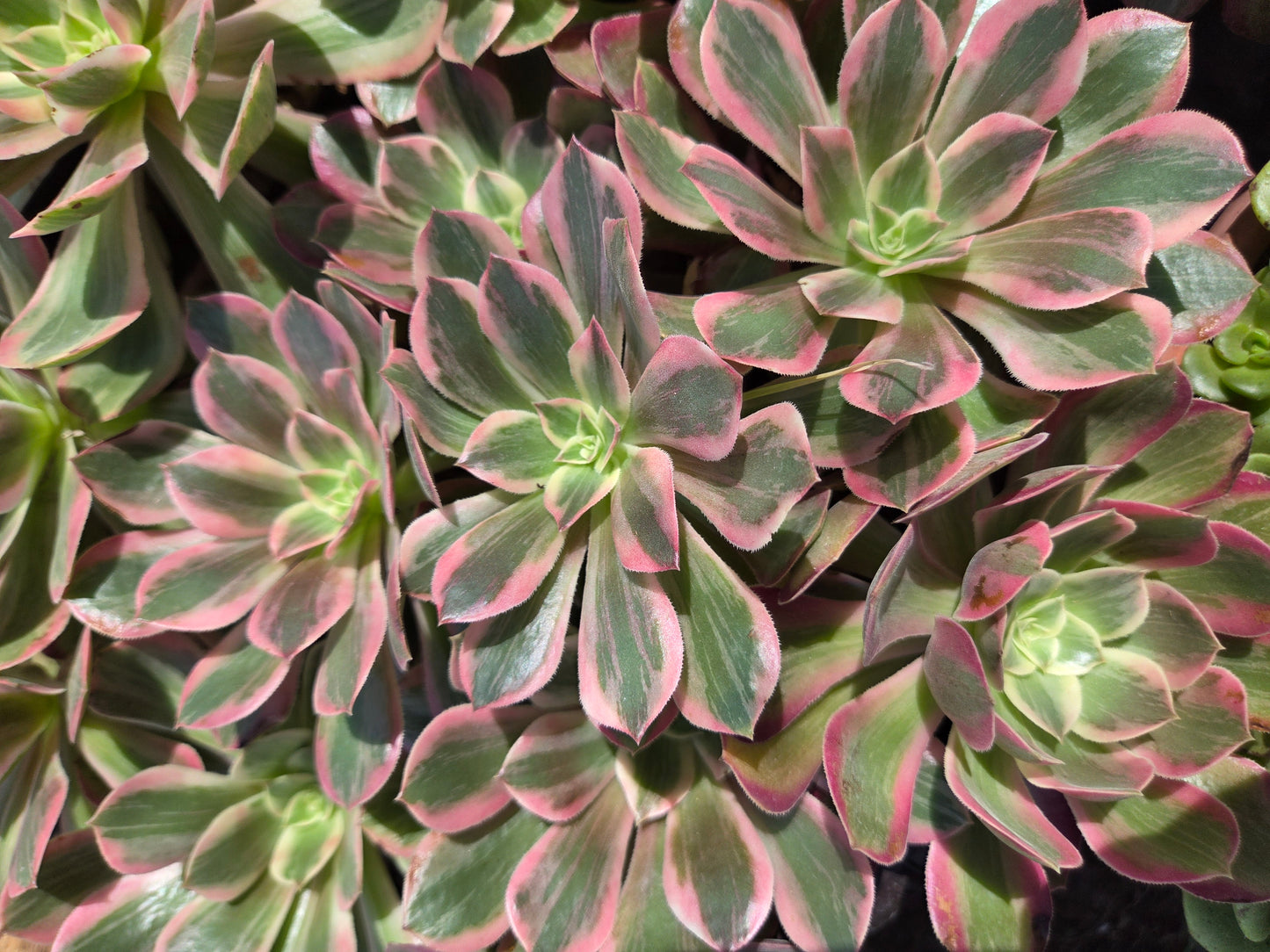 Aeonium Pink Lady (4" pot)