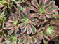 Aeonium Pink Lady (4" pot)
