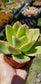 Echeveria Padilla, (4" pot) succulent plant