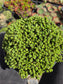 Euphorbia Submammillaris Montrose (1 Gal. pot)