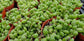Strings of Watermelons, "Curio Herreanus (4" pot) succulent plant