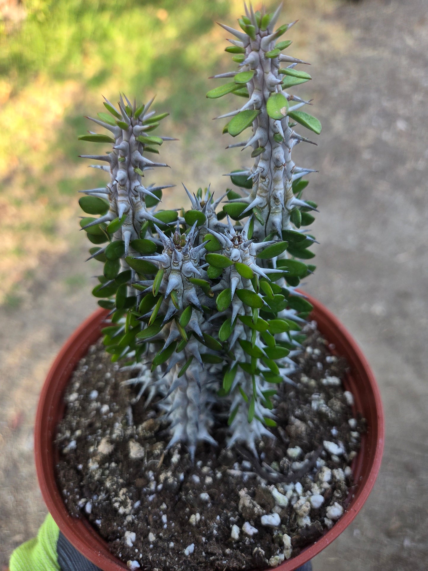 Alludia Procera Madagascar "Ocotillo" Cactus (6" Pot)