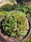 Hawortia Obtusa Crested (6" pot)