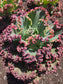 Echeveria Crimson Tide
