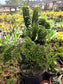 Euphorbia Royleana Crested (3 Gal. Pot)