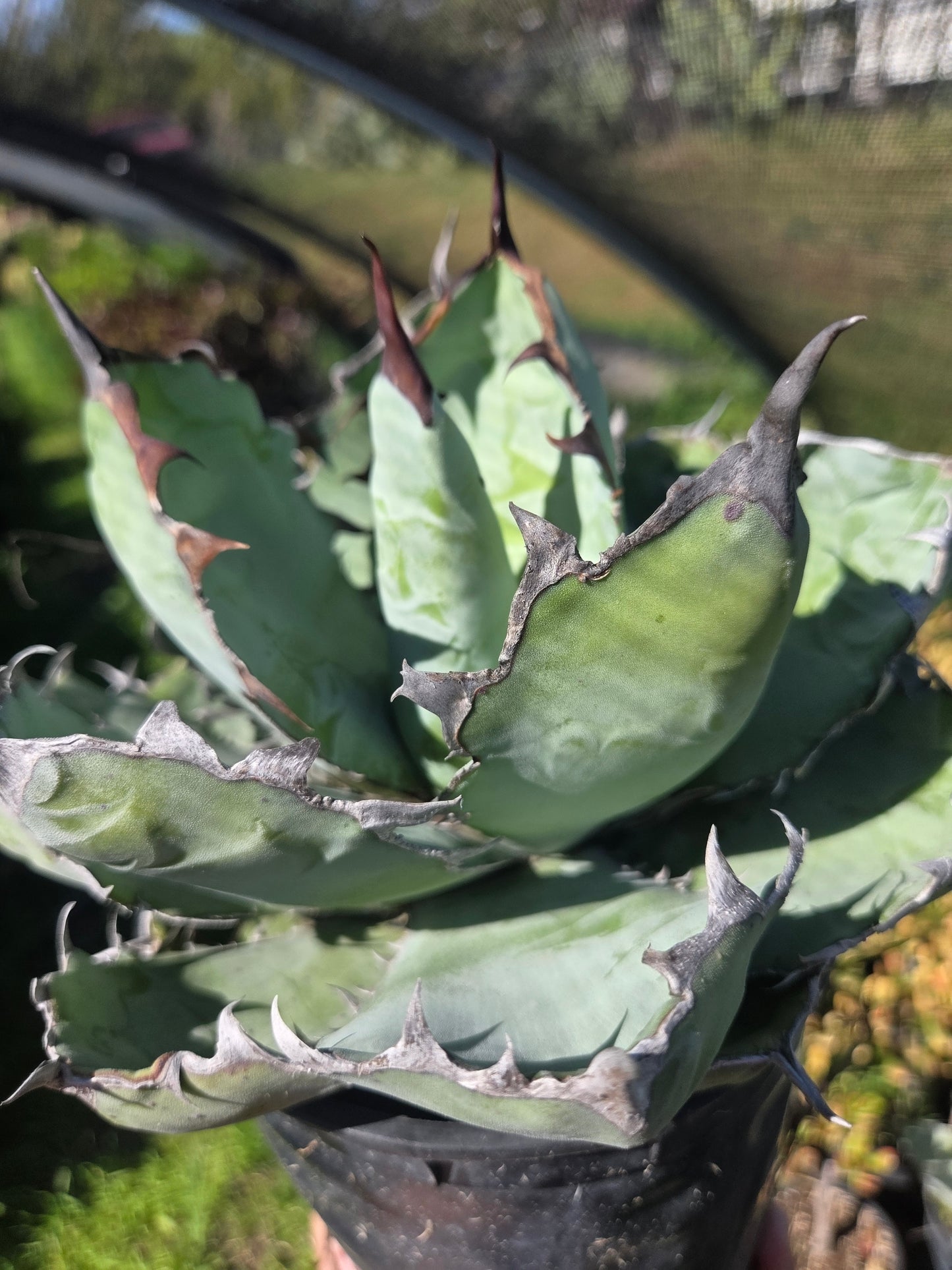 Agave Titanota "Black and Blue"