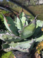 Agave Titanota "Black and Blue"