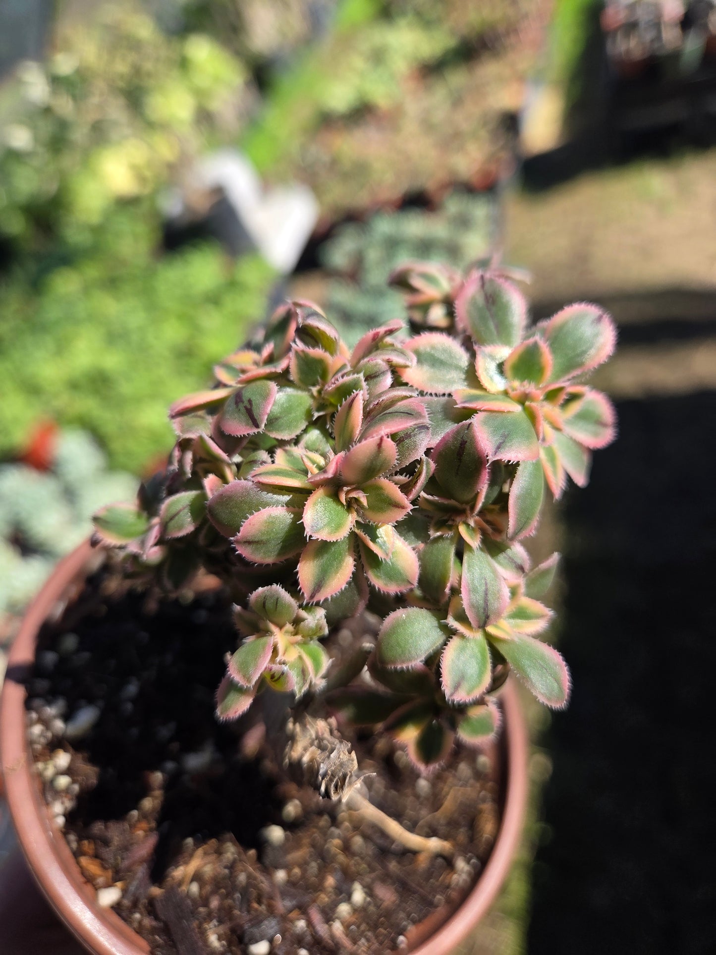 Aeonium Sunburst Crested (4" pot) Succulent Plant