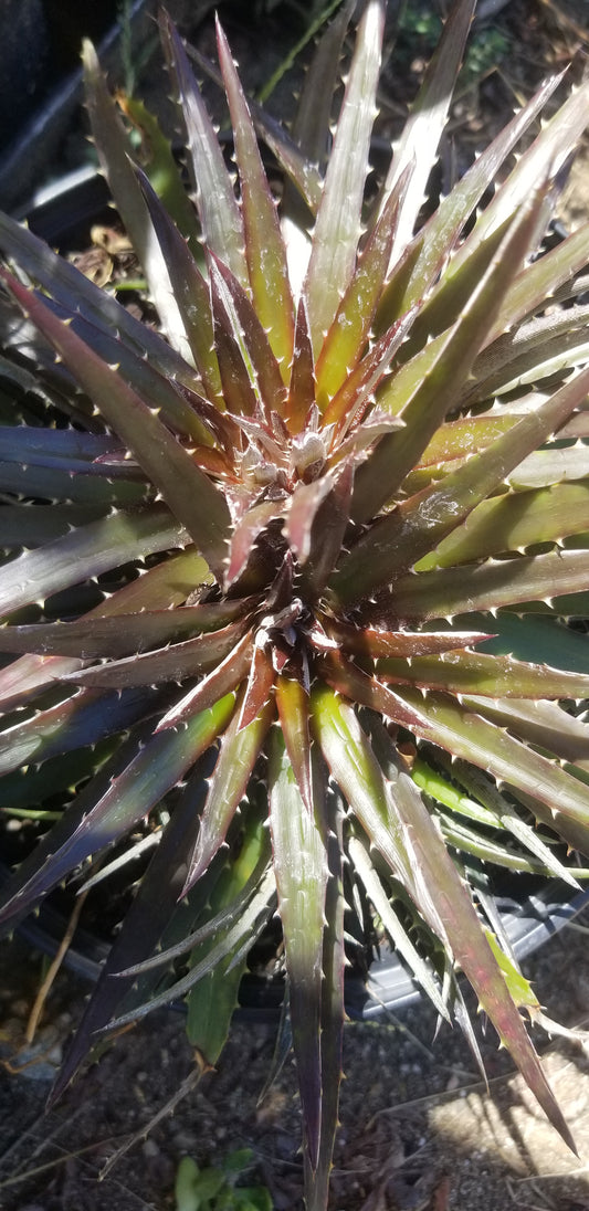 Dyckia Cherry Cola