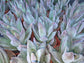 Crassula Garnet Lotus (4" pot) Succulent Plant