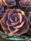 Echeveria Dusty Rose (4" pot) Succulent Plant