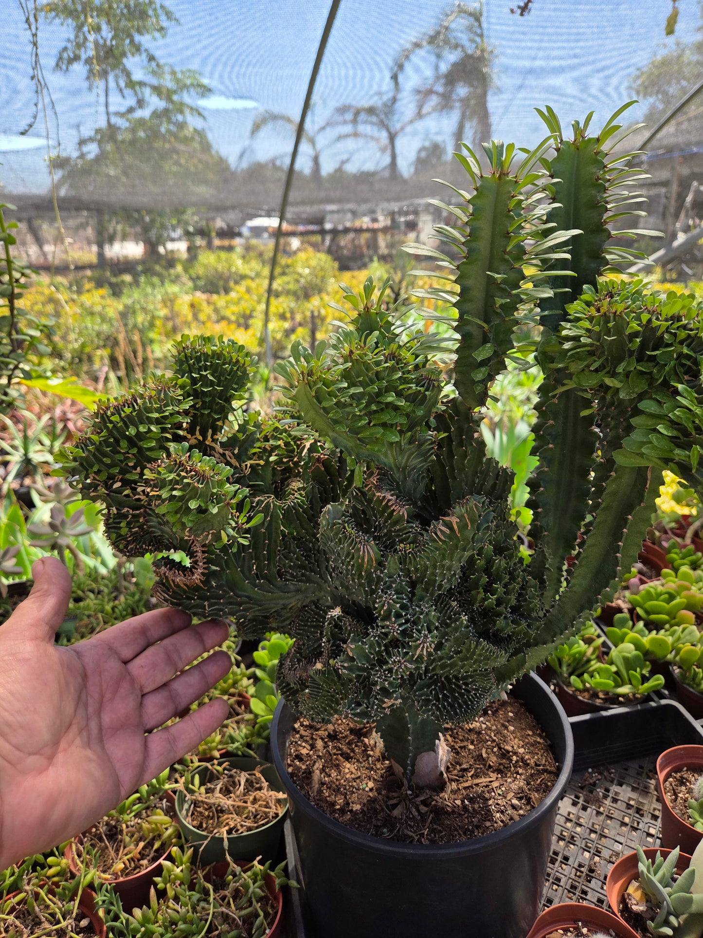Euphorbia Royleana Crested (3 Gal. Pot)