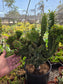 Euphorbia Royleana Crested (3 Gal. Pot)