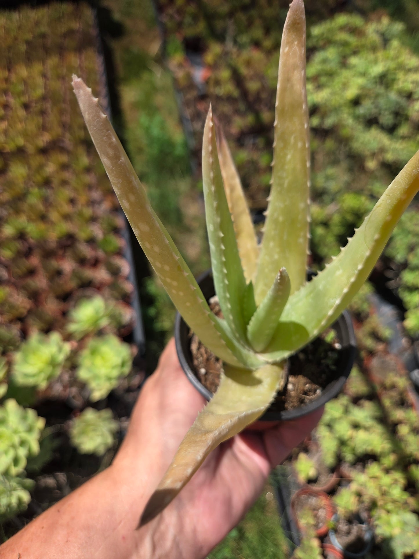 Aloe Vera plant (4" pot) Succulent plant
