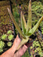 Aloe Vera plant (4" pot) Succulent plant