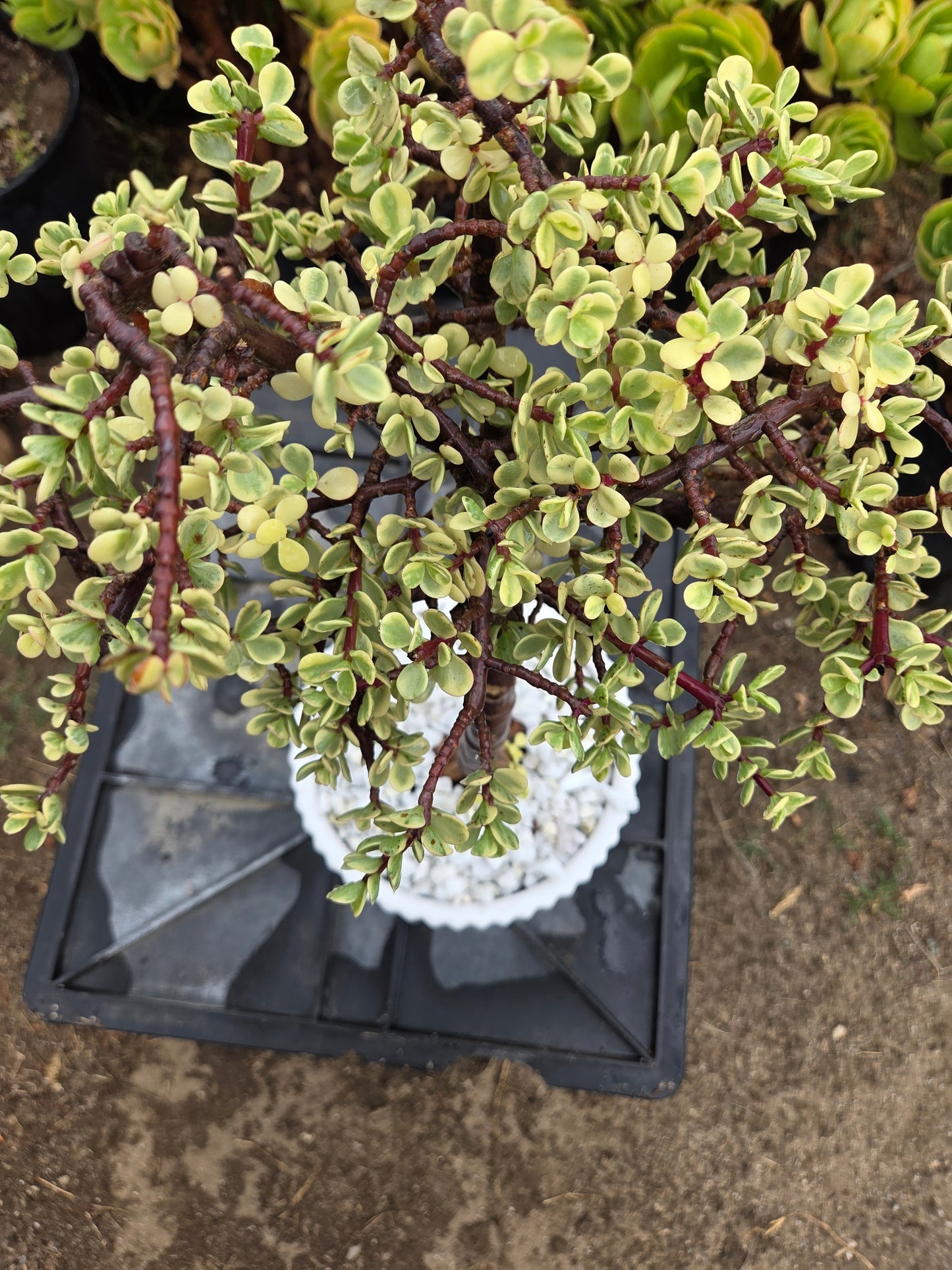 Portulacaria Afra Variegated Tree " Variegated Elephant Bush Tree" Bonsai Tree