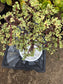 Portulacaria Afra Variegated Tree " Variegated Elephant Bush Tree" Bonsai Tree