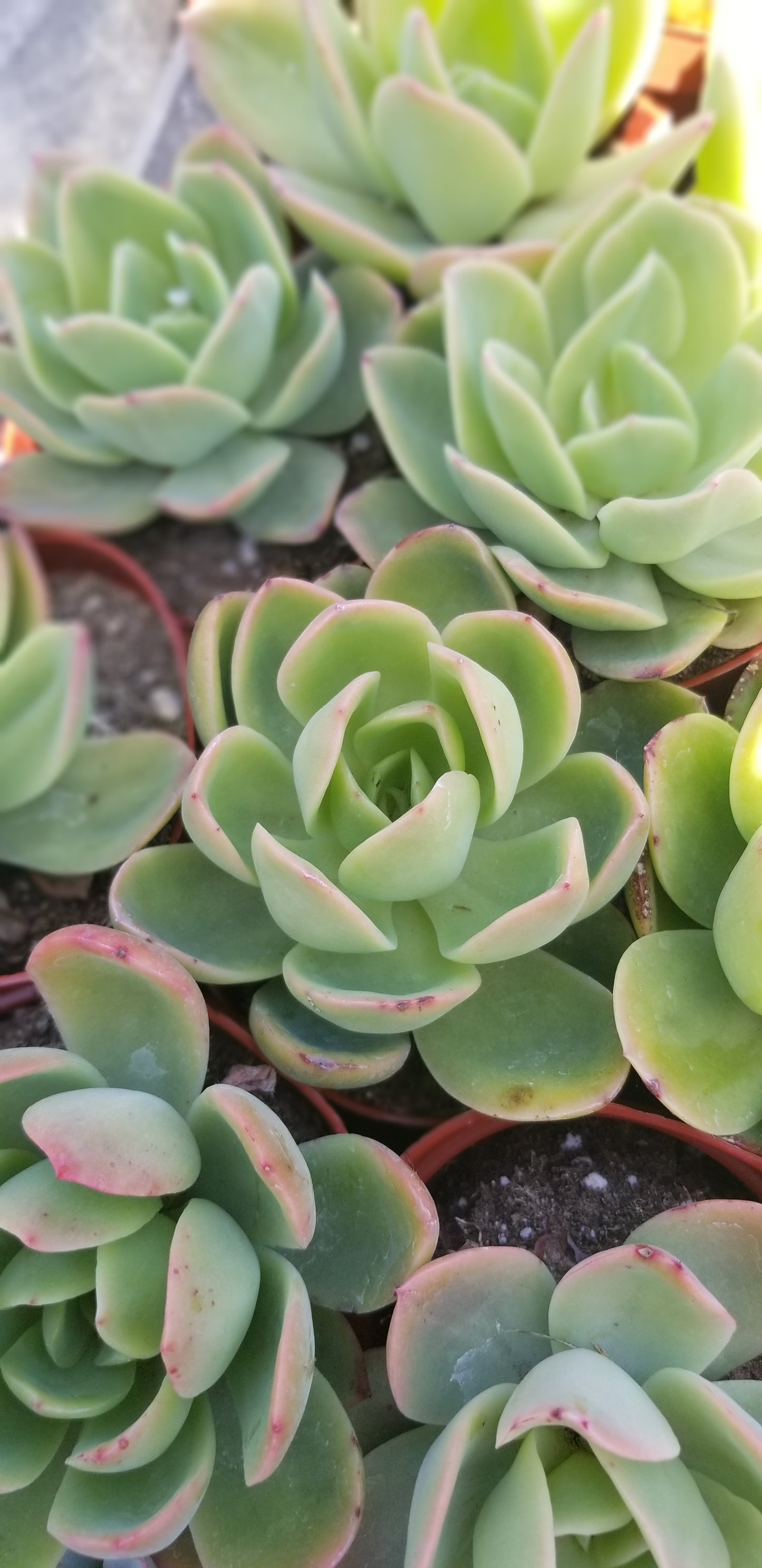 Echeveria Padilla, (4" pot) succulent plant