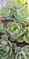 Echeveria Padilla, (4" pot) succulent plant