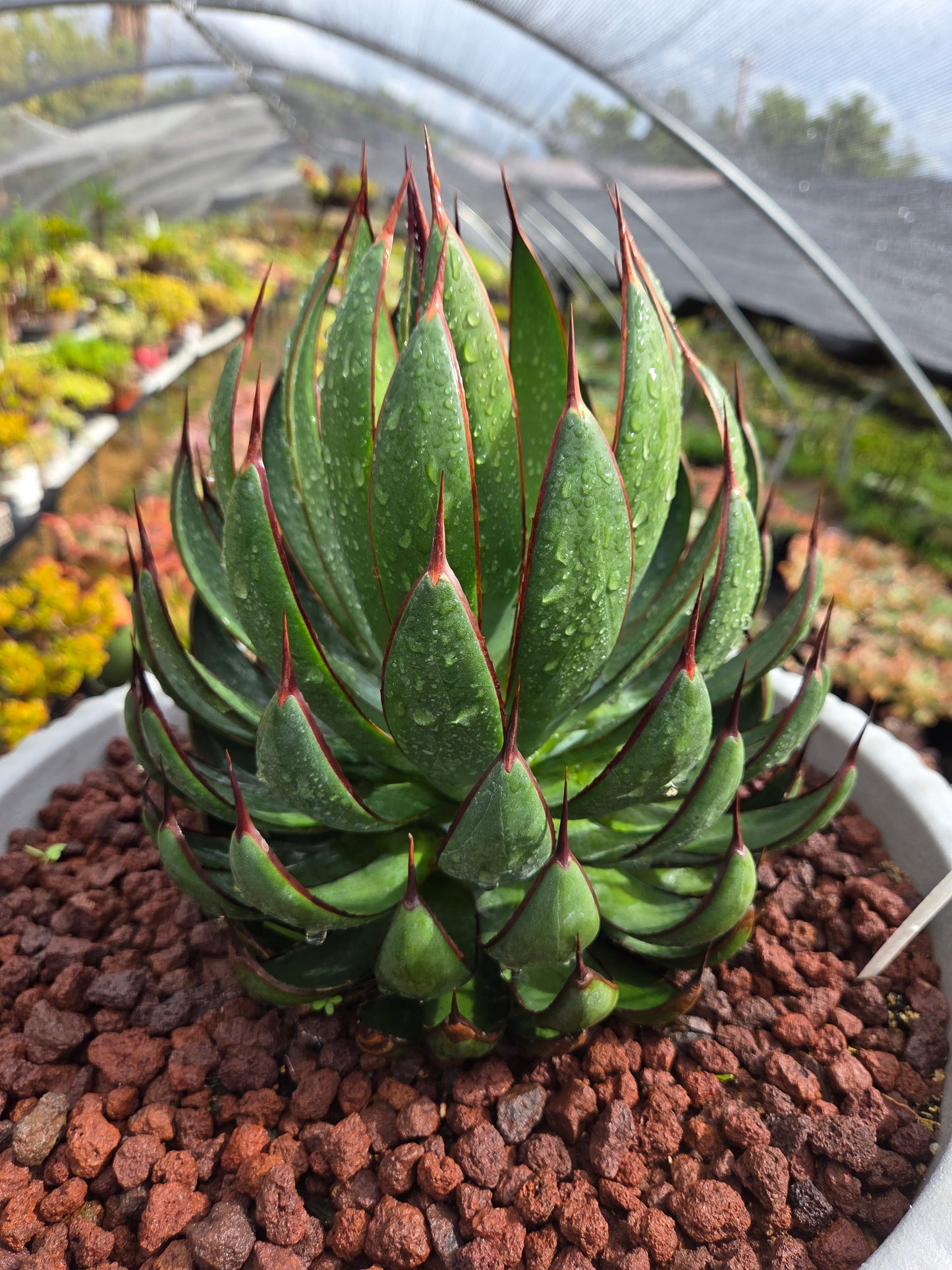 Mangave Praying Hands (3 Gal. Pot)