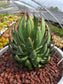 Mangave Praying Hands (3 Gal. Pot)