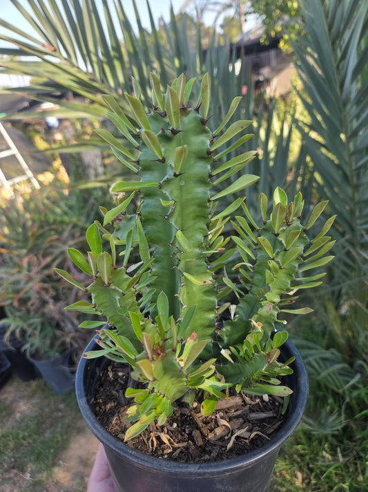 Euphorbia Royleana (1 Gal. Pot)