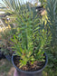 Euphorbia Royleana (1 Gal. Pot)