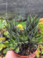Haworthia Coarctata (4" pot)