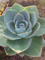 Echeveria Lotus (3 Gal. Pot)