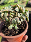 Aeonium Sunburst Crested (4" pot) Succulent Plant