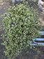 Portulacaria Afra Variegated Tree "Variegated Elephant Bush Tree" Bonsai Tree